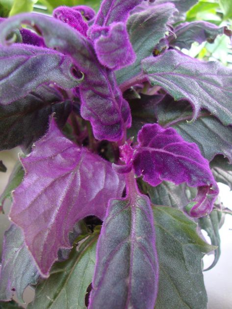 Photo of Purple Velvet Plant (Gynura aurantiaca 'Purple Passion') uploaded by Paul2032 Jew Plant Purple, Plant With Purple And Green Leaves, Purple Inch Plant, Purple And Green Leaf House Plant, Purple Prince Plant, Purple Passion Plant, Angel Plant, Purple Flowering Plants, Purple Plants