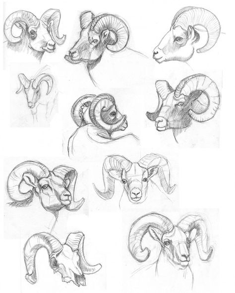 Ram horns Horn Tutorial Drawing, Ram Anatomy, Ram Horns Drawing Reference, Ram Horns Drawing, Ram Reference, Horns Drawing References, Artstyle Ideas, Animal Horns, Drawing Room Interior Design