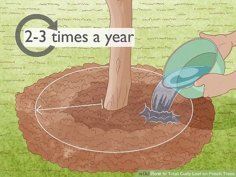 How to Treat Curly Leaf on Peach Trees: 5 Steps (with Pictures) How To Prune A Peach Tree, How To Grow A Peach Tree From A Pit, Peach Tree Pruning, How To Start Peach Tree From Seed, Peach Tree Care, Growing Peach Trees, Peach Tree Diseases, Tree In A Pot, Fruit Trees Backyard