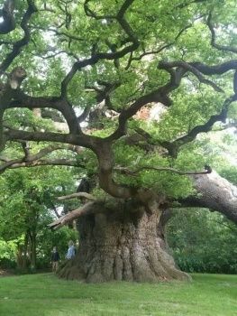 Solve 800 year old oak tree in Kent jigsaw puzzle online with 30 pieces Angel Oak Trees, Weird Trees, Amazing Trees, Magical Tree, Old Oak Tree, Giant Tree, Old Tree, Old Trees, Ancient Tree