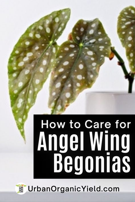 Angel Wings Plant Care, Angel Wing Begonias In Pots, Angel Wing Begonia Propagation, Angel Wings Plant, Angel Winged Begonia, Propagating Angel Wing Begonia, Angel Wing Flower Arrangement, Angel Wing Begonia Tattoo, Angel Wing Begonia Care