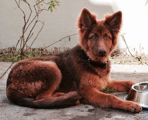 Liver colored German Shepherd Rare German Shepherd Colors, Liver German Shepherd, Red German Shepherd, German Shepherd Colors, Sable German Shepherd, German Shepherd Training, Black German Shepherd, Dog List, Australian Shepherds