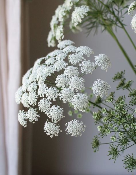 Ammi Flower, Ammi Majus Flower, Ammi Majus, June Flowers, Bridgerton Wedding, Queen Anne's Lace Flowers, Flower Types, Filler Flowers, Flower Guide