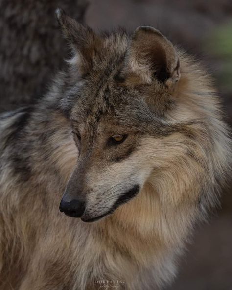 Wild Wolf Photography, Wolf Looking Down, Wolf Reference Photo, Wolf Side Profile, Wolf Snarl, Wolf Side View, Wolf Growling, Wolf Profile, Wolf Species