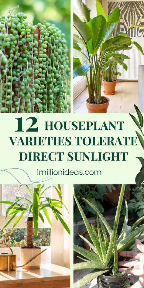 Plants In The Home, Sensory Space, Herb Garden Pots, Sago Palm, Yucca Plant, Types Of Succulents, Jade Plants, House Plants Decor, Plants Decor