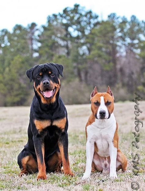 Rottweiler and Pitbull - my future combination of pets!!! Rottweiler And Pitbull, Pinterest Friends, Rottweiler Mix, Amazing Dogs, Amazing Animals, Rottweiler, Pitbull, Best Dogs, Fur Babies