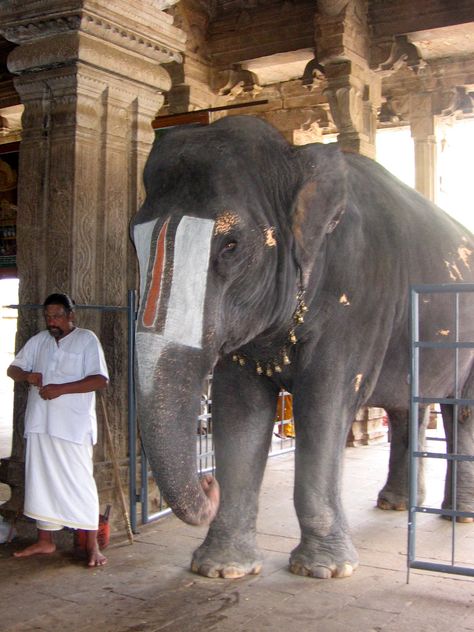 Temple elephant, Ranganatha Temple, Trichy Sri Rangam Temple, Ravana Palace, Temple Elephant, Rama Image, Lord Rama Images, Hanuman Images, Lord Rama, Incredible India, Palace