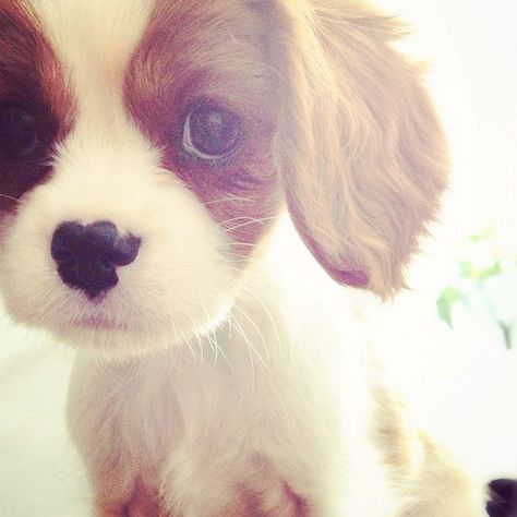 “What’s Instagram?” | Cavalier King Charles Spaniel Puppies Are The Cutest Puppies To Ever Puppy King Charles Puppy, King Charles Cavalier Spaniel Puppy, Spaniel Puppies, Blue Heeler, Little Puppies, Cute Creatures, Cavalier King Charles Spaniel, Cavalier King Charles, Newfoundland