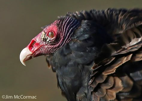 Turkey Vulture - Ohio Birds and Biodiversity How To Draw A Vulture, Vulture Marvel, Vulture Bird, Asian Birds, Ohio Birds, Turkey Vulture, Tattoo Animal, Bird Quotes, Wild Animals Pictures