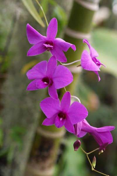 Cooktown orchid Cooktown Orchid Tattoo, Cooktown Orchid, Wild Orchids, Water Wise Plants, Australian Native Garden, Orchid Tattoo, Australian Flowers, Flower Symbol, Australian Plants