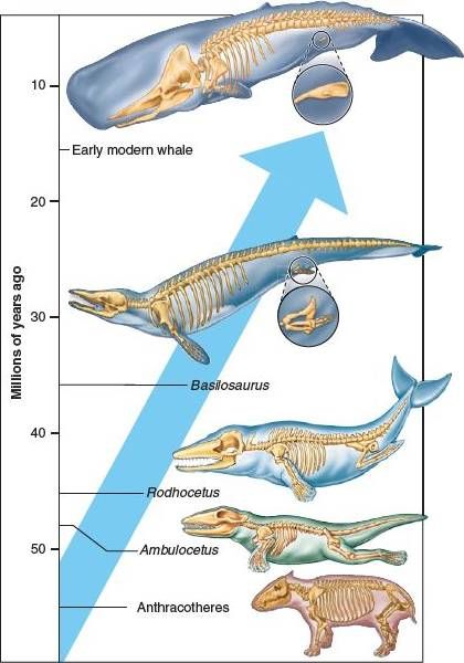 Evolution of whales Whale Evolution, Animal Evolution, Biology Plants, Grey Whale, Prehistoric Animals Dinosaurs, Evolution Art, Prehistoric Wildlife, Lego Animals, Gray Whale