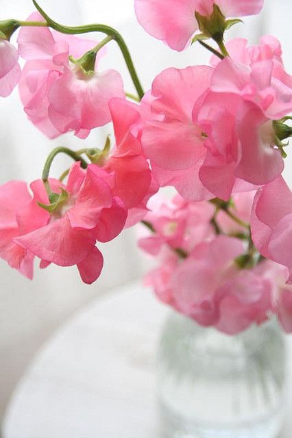 sweet pea / ATTRACTS: Butterflies.  Plant with Violets which attract Orioles.  Plant in masses.  Plant in hanging baskets. Have Inspiration, Colorful Roses, I Love Pink, God Can, Sweet Peas, Gardens Flowers, Deco Floral, Favorite Flowers, Think Pink