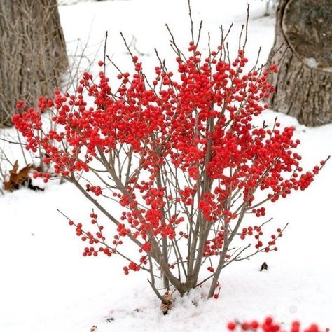 BERRY POPPINS® Winterberry Holly Winterberry Bush, Winterberry Holly, Holly Shrub, Hydrangea Macrophylla, Garden Shrubs, White Plants, Proven Winners, Landscape Plans, Landscaping Tips