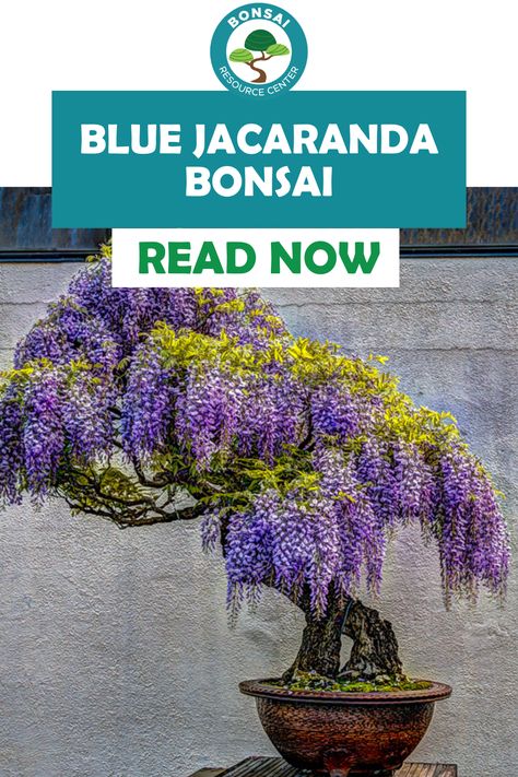 Blue jacaranda bonsai, also known as Jacaranda mimosifolia, is a unique and elegant tree that is native to South America. It belongs to the family of Bignoniaceae and has delicate fern-like foliage which bears large clusters of purple flowers in late spring or early summer. The blue jacaranda bonsai is popular among bonsai enthusiasts mainly because of its beautiful aesthetic. The tree’s leaves are compound with up to 18 leaflets per leaf, giving it an intricate appearance. Blue Jacaranda Bonsai, Blue Jacaranda Tree, Jacaranda Bonsai Tree, Small Landscape Trees, Blue Jacaranda, Jacaranda Mimosifolia, Bonsai Pruning, Beautiful Bonsai, Bonsai Care