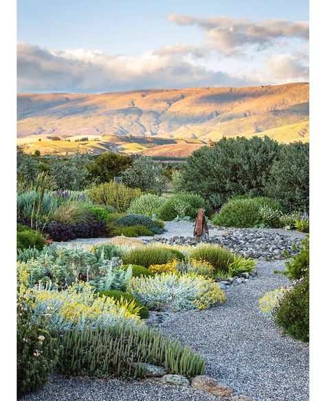 Claire Takacs on Instagram: “A favourite perspective of @jo.wakelin wonderful dry garden in Central Otago, New Zealand, as published by @phaidonpress in Wild: The…” Claire Takacs, Naturalistic Planting, Mediterranean Backyard, Heather Gardens, Planting Combinations, Country Garden Design, Naturalistic Garden, Provence Garden, Grass Garden