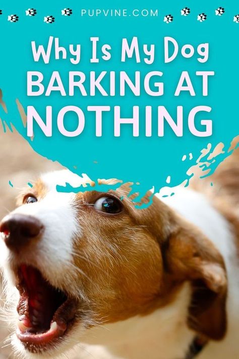 Why is my dog barking at nothing, and can I do something to make him stop? The answers to these questions lie in this article. Dog Barking Sound, Dogs Barking, Dog Training Advice, Pet Advice, Pet Care Tips, Older Dogs, Obedience Training, Dog Barking, Pet Training