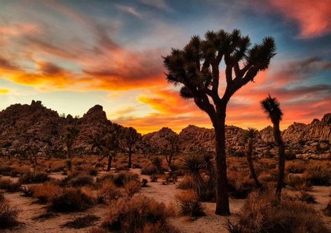 15 Best Things to Do in Yucca Valley, CA Yucca Valley California, Grad Trip, Twentynine Palms, Usa Roadtrip, Yucca Plant, Beautiful California, Desert Environment, Yucca Valley, Nature Museum