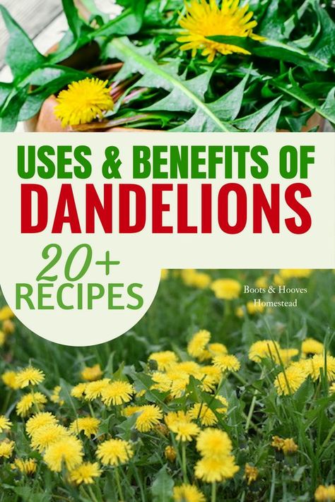 Health Benefits Of Dandelions, Dandelion Recipes Benefits Of, Dandelion Oil Benefits, Dandelion Remedies, Dandelion Leaf Benefits, Dandelion Uses, Plants Benefits, Benefits Of Dandelion, Plant Recipes