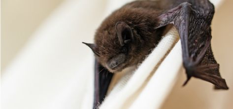 What To Do When You Find A Bat In Your House | JP Pest Services Bat Repellent, Bat Reference, Getting Rid Of Bats, The Peacock Room, Peacock Room, Bat Box, Bat Species, Bat House, House Maintenance