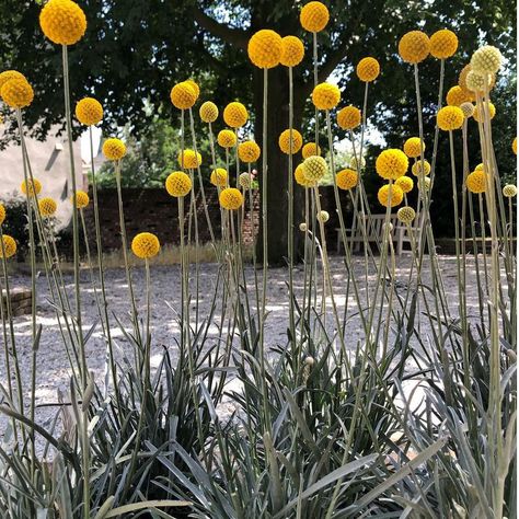 Yellow  Billy Balls Golden Drumstick Craspedia Globosa - 25 Seeds Bacopa Plant, Agapanthus Plant, Salvia Plants, Chrysanthemum Plant, Petunia Plant, Geranium Plant, Planting Peonies, Billy Balls, Billy Buttons