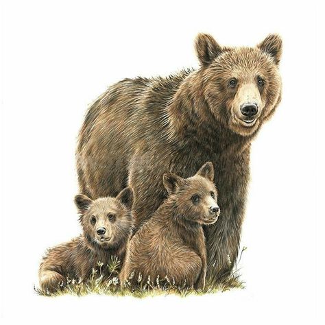 Drawing Coloured Pencil, Coloured Pencil Portrait, Brown Bear Illustration, Pixie Tattoo, Bear And Cubs, Cubs Tattoo, Bear Sketch, Mother Bear, Colored Pencil Portrait