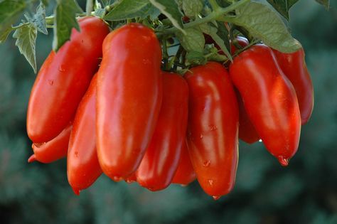 Featured Tomato • San Marzano Best Tomatoes For Sauce, How To Make Tomato Sauce, Tanaman Tomat, Marzano Tomatoes, Heirloom Tomato Seeds, San Marzano Tomatoes, Seed Pack, Organic Tomatoes, Tomato Seeds