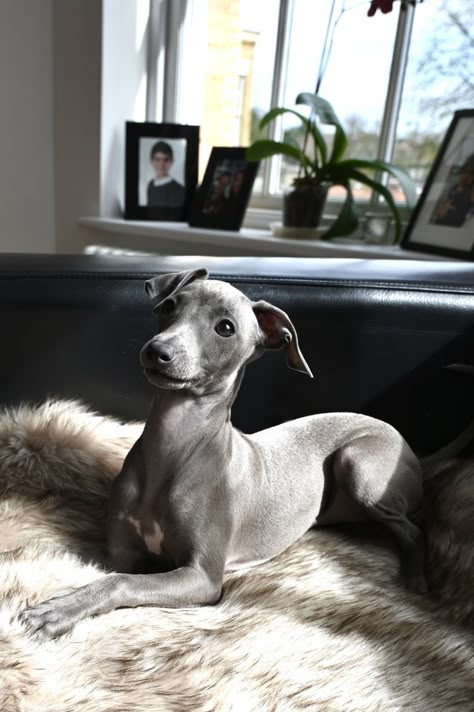 Grey Hound Puppy, Italian Hound Dog, Italian Gray Hound Puppy, Cute Italian Greyhound, Dog Spiritual Meaning, Miniature Italian Greyhound, Italian Grey Hound, Greyhound Italian, Greyhound Puppies