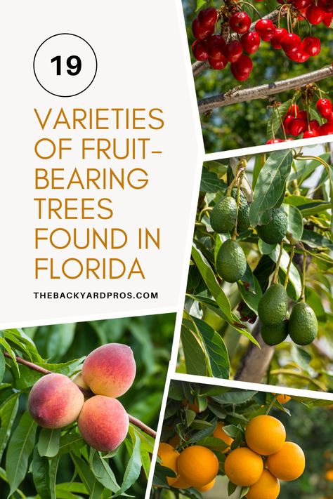 Unlock the lush bounty of Florida's orchards with our list of 19 captivating fruit trees! Whether you're a gardener or a budding enthusiast, this guide is your passport to a fruitful paradise. Explore the vibrant hues of citrus, the exotic allure of tropical delights, and the irresistible charm of local favorites. Delve into the flavors that make Florida a true haven for fruit lovers, and let your garden burst with the vibrant colors and mouthwatering tastes of these incredible fruit trees! Florida Fruit Trees Backyard, Florida Fruit Trees, Black Olive Tree, Fruit Trees Backyard, Grapefruit Tree, Florida Trees, Kumquat Tree, Mandarin Tree, Florida Cottage