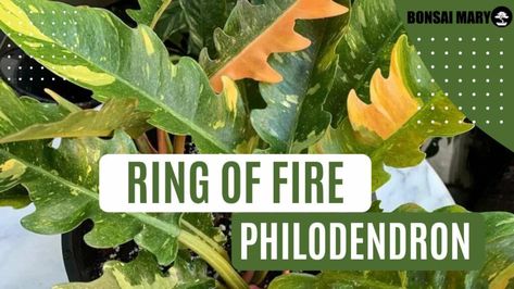 Philodendron Ring Of Fire - Expert Care Guide Philodendron Bipinnatifidum, Philodendron Ring Of Fire, Scale Insects, Insecticidal Soap, Ring Of Fire, Scientific Name, Peat Moss, Neem Oil, House Plant Care