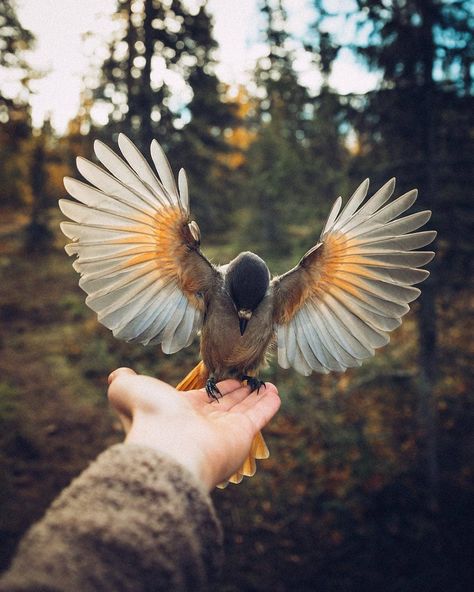 Follow @photos_dailydose for more and use our hashtag #photos_dailydose for a chance to be featured! Photographe Scenery Photography, Foto Art, Pretty Birds, Photo Images, Pics Art, Nature Aesthetic, Best Photography, Bird Watching, Animals Friends