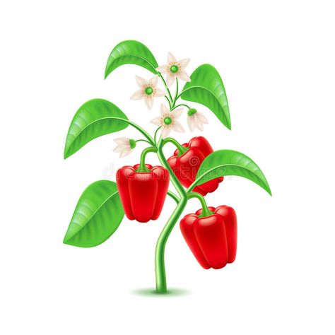 Growing Pepper Plant Isolated on White Vector Stock Vector - Illustration of harvest, leaf: 87525551 Scottie Dog Quilt Pattern, Sports Day Decoration, Bell Pepper Plant, Growing Bell Peppers, Growing Cilantro, Cartoon Garden, Growing Peppers, Paper Fruit, Pepper Plant