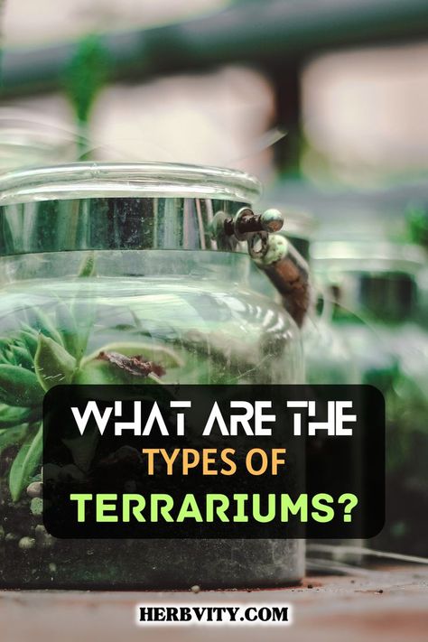 The closed terrarium is useful for tropical plants that require high humidity levels while open terrariums are useful for arid plants that require really low humidity levels in the atmosphere to thrive. Terrarium Open, Plants For Terrariums, Closed Terrarium, Open Terrariums, Best Plants, Terrarium Plants, Indoor Gardening, Grow Your Own Food, Cool Plants