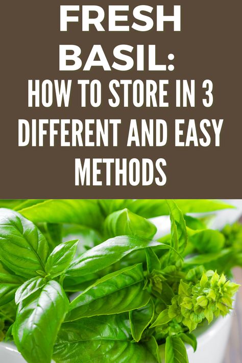 How To Store Fresh Basil In 3 Different & Easy Methods - Fas Kitchen Keep Basil Fresh, Store Fresh Basil, Storing Fresh Basil, Storing Basil, Preserving Basil, Preserve Fresh Herbs, Store Fresh Herbs, Basil Recipes, Basil Seeds