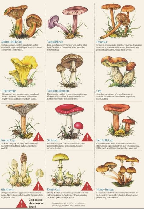 Different Types Of Mushrooms, Greener Grass, Types Of Mushrooms, Adventure Pack, Survival Supplies, Survival Life Hacks, Survival Techniques, Survival Life, Wilderness Survival