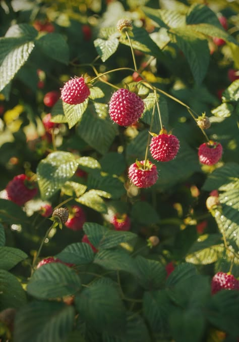 ArtStation - Raspberries bush- Macro Raspberry Aesthetic, Raspberry Bush, Fruit Photography, Summer Scrapbook, Raspberry, Photoshop, Photography