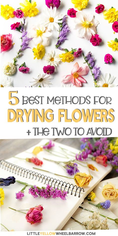 How To Dry Flowers, Dried Flowers Crafts, Pressed Flowers Diy, Drying Flowers, Dried Flowers Diy, Pressed Flower Crafts, Dried And Pressed Flowers, Dry Flowers, Pressed Flower Art