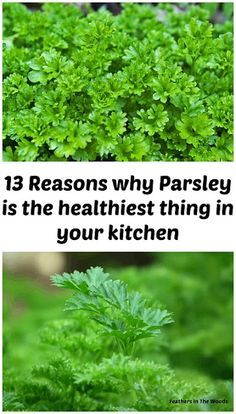 City Homestead, Medicinal Gardening, Parsley Benefits, Bucket Garden, Healthiest Food, Calendula Benefits, Rosemary Plant, Matcha Benefits, Herb Gardening