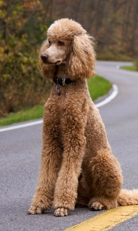 Standard Poodle Cuts, Poodle Puppy Cut, Standard Poodle Grooming, Standard Poodle Haircuts, Standard Poodle Puppy, Poodle Haircut Styles, Poodle Tattoo, Poodle Hair, Cute Poodle