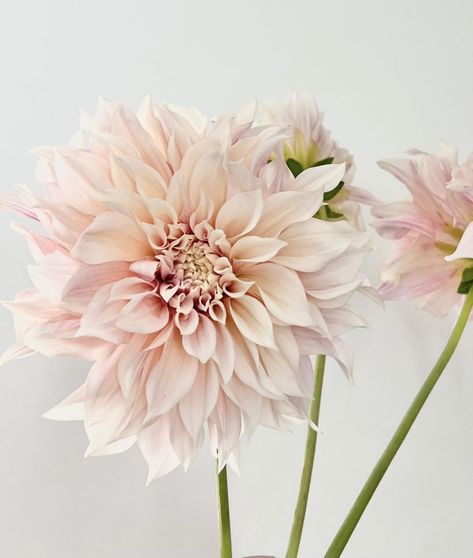 Dahlia Flower Wedding, Cafe Au Lait Dahlia Bouquet, Sugarcraft Flowers, Blush Dahlia, Dahlia Bridal Bouquet, Cafe Au Lait Dahlias, Dahlia Tattoo, Loose Florals, Peachy Blush