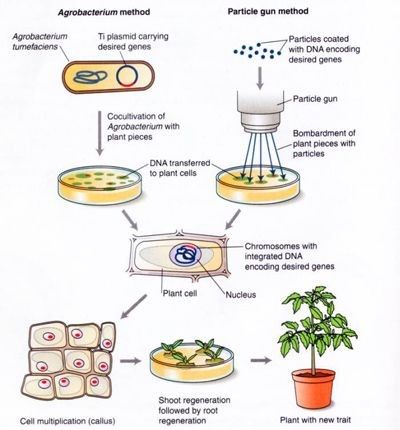 Agrobacterium method and gun method are use to form GMO plants🌱🌾 Biotechnology Lessons, Dna Cloning, Dna Drawing, Recombinant Dna, Science Text, Human Cells, Dna Technology, Biology Worksheet, Tissue Engineering