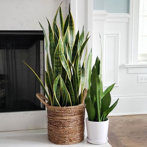 Decorating with plants #plants #homedecor  Photo by Paula on April 12, 2020.    #Regram via @B_nZ4suFRz- Home Decor With Plants, Snake Plant Indoor, Decor With Plants, Snake Plant Varieties, Decorating With Plants, Sansevieria Laurentii, Snake Plants, Plant Indoor, Plant Photography