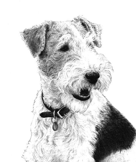 Wire Haired Terrier, Wirehaired Fox Terrier, Welsh Terrier, Fox Terriers, Terrier Breeds, Wire Fox Terrier, Cute Dog Pictures, Airedale Terrier, Dog Illustration