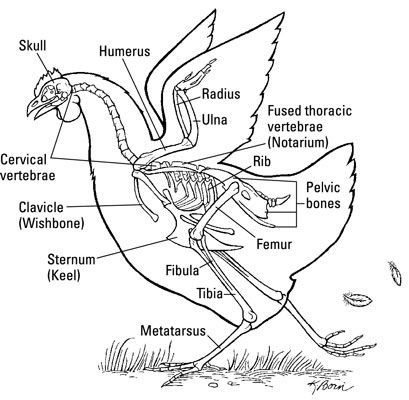 Besides the obvious role of holding up the chicken, the skeletal system has at least two additional important functions: calcium storage, and believe it or not, breathing! Credit: Illustration by Kathryn Born Two types of bones make up the bird skeletal system: Pneumatic: These bones (say it: new-matic) are hollow and connected to the respiratory … Chicken Anatomy, Plants For Chickens, Types Of Bones, Pelvic Bone, Chicken Drawing, Skeleton Anatomy, Anatomy Bones, Skeletal System, Chicken Bones