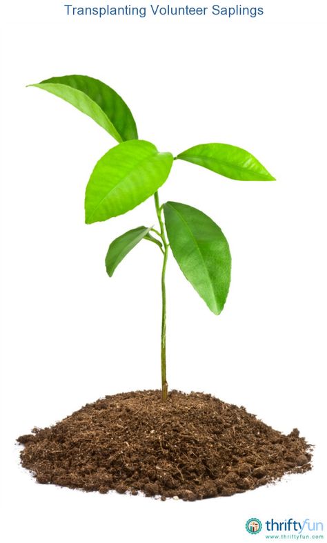 This guide is about transplanting volunteer saplings. Many trees have a number of baby trees that grow out of the fallen leaves and mulch. Virtual Gifts, Plants Tips, Tree Growth, Landscaping Trees, Leaf Images, Tree Images, Easy Gardening, Fallen Leaves, Blog Images