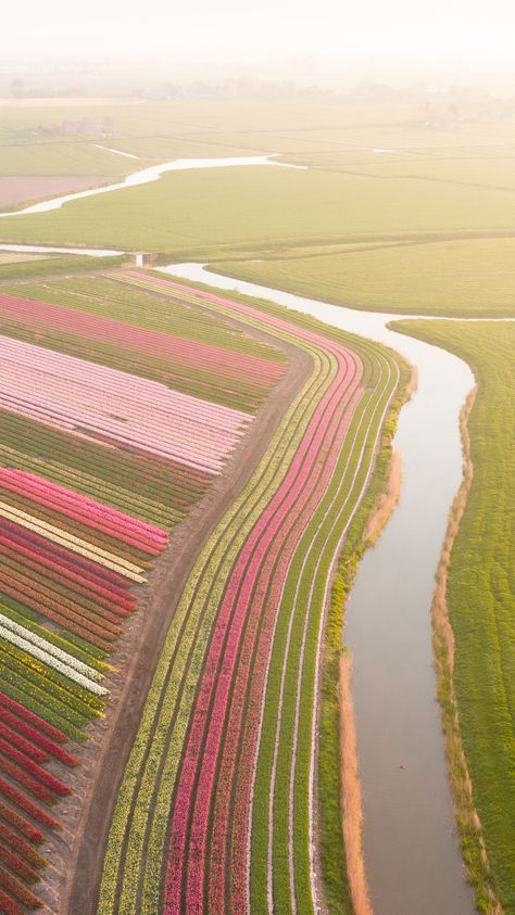 Tulip Field Amsterdam, Tulips In Netherlands, The Netherlands Countryside, Tulip Fields Netherlands Aesthetic, Tulip Fields Wallpaper, Netherland Tulips, Netherlands Aesthetic Wallpaper, Netherlands Scenery, Amsterdam Netherlands Aesthetic