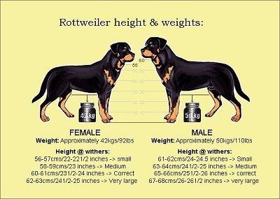 Rottweiler Size and Measures Doberman Pinscher Funny, Rottweiler Temperament, Rottweiler Facts, Rottweiler Dog Breed, Rottweiler Breeders, Rottweiler Training, Rottweiler Funny, German Dog Breeds, Male Vs Female