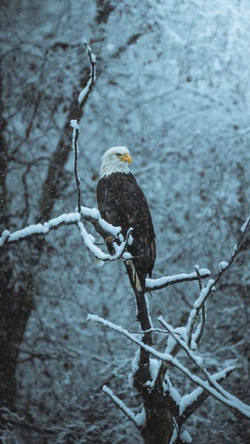 Pnw Winter, Creative Inspiration Art, Moody Forest, Snowy Morning, Forest Wildlife, Snow Bird, Forest And Wildlife, Snow Forest, Snowy Forest