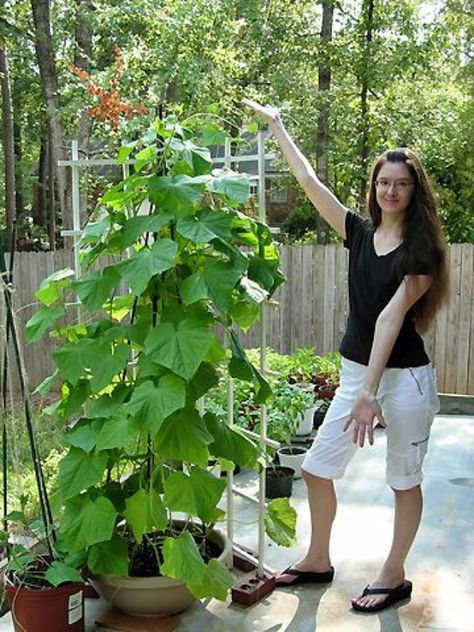 20 Easy vegetables for container gardening. Best tips on how to grow tomatoes, peppers, lettuce, zucchini, cucumber, potatoes etc in pots! - A Piece of Rainbow, backyard, garden, vegetable gardening ideas, small space tips, grow your own food, homestead, homesteading, spring, summer, edible garden, landscaping Growing Cucumbers Vertically, Cucumber Trellis Diy, Gemüseanbau In Kübeln, Cucumber Gardening, Vertical Vegetable Gardens, Cucumber Trellis, Cucumber Plant, Container Vegetables, Cucumber Seeds