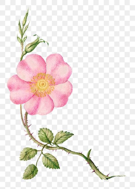 Eglantine Flower, Pink Flower Png, Antique Artwork, Bloom Blossom, I Wallpaper, Free Illustrations, Middle Ages, Pink Flower, Pink Flowers