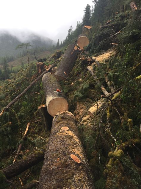 Looks a lot like the Steep ground my father used to log I grew up in Northern California Humboldt Trinity Shasta County Logs Aesthetic, Logging Aesthetic, Woodcutter Aesthetic, Lumber Aesthetic, Forestry Aesthetic, Lumberjack Aesthetic, Logging Camp, Logging Industry, Lumber Yard